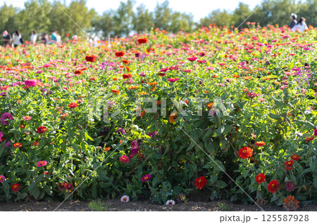 色鮮やかな百日草の花畑 色鮮やかな百日草の花畑 125587928