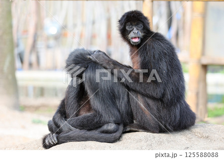 クロクモザル クロクモザル 125588088