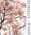 満開の桜と青空 125588138