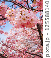 春の鮮やかなピンクの桜 125588140