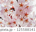 春の桜の接写 125588141