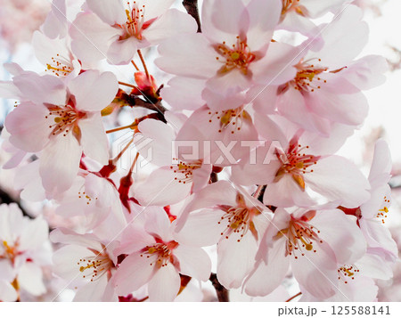 春の桜の接写 125588141