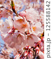 青空に映える桜のつぼみと花 125588142