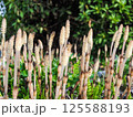 春の緑野に生えるつくし 125588193