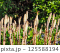春の草原に伸びるつくし 125588194