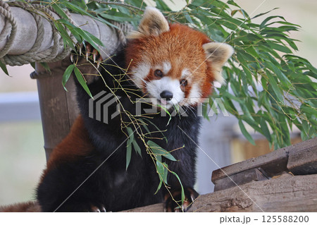レッサーパンダ 125588200