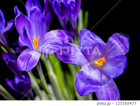 Vivid Purple Crocus Blooms Against Black, Dew-Kissed Spring Flowers 125588477