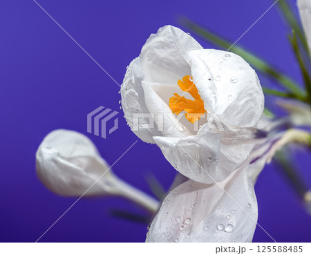 White Crocus Flowers with Water Droplets on a Purple Background 125588485