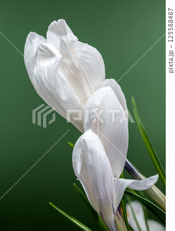 Dew-Kissed White Crocus Blooming in Soft Green Light 125588487