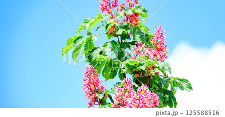 青空と鮮やかなベニバナトチノキの花 青空と鮮やかなベニバナトチノキの花 125588516