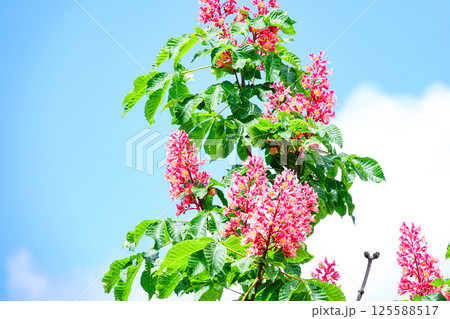 青空と鮮やかなベニバナトチノキの花 青空と鮮やかなベニバナトチノキの花 125588517
