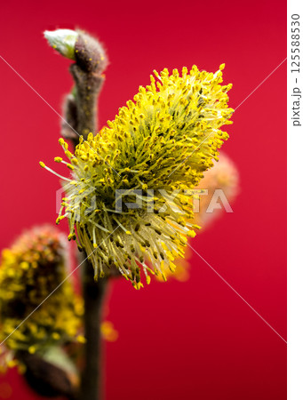 Vibrant Willow Catkins Blooming Against a red Backdrop Vibrant Willow Catkins Blooming Against a red Backdrop 125588530