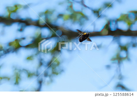 飛んでいるキムネクマバチ 125588614