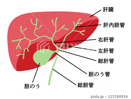 肝臓と胆嚢　各部名称 125588916