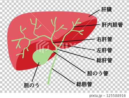 肝臓と胆嚢　各部名称 125588916