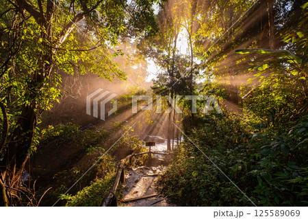 Forest sunbeams shining through the canopy of the trees 125589069