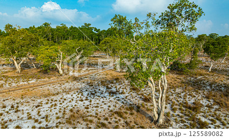 A unique tree that has been decorated by nature 125589082