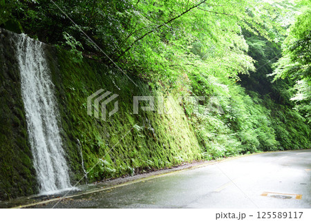 箱根大平台 新緑 箱根大平台 新緑 125589117