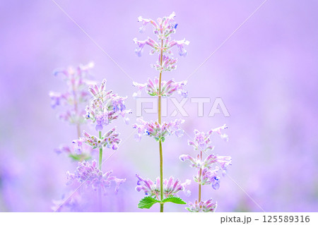 ふんわりとした物語のような紫の花 125589316