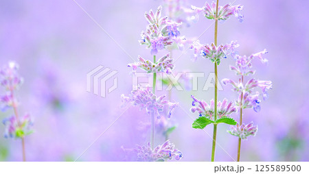 ふんわりとした物語の中にいるような紫の可憐な花 125589500