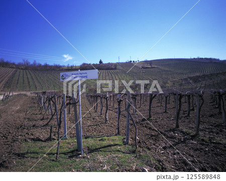イタリアの中部丘陵地帯に広がるワインの葡萄畑(葡萄棚) イタリアの中部丘陵地帯に広がるワインの葡萄畑(葡萄棚) 125589848
