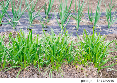 家庭菜園のネギと玉ねぎ 125589940