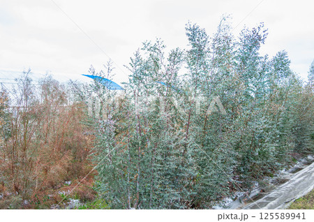 ユーカリの木 125589941