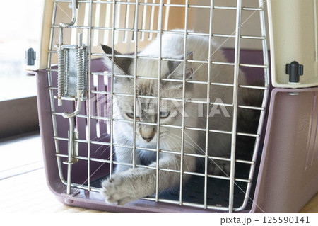 ペットキャリーに入っている猫 ペットキャリーに入っている猫 125590141