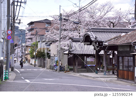 京都・山科・六角堂の桜 125590234