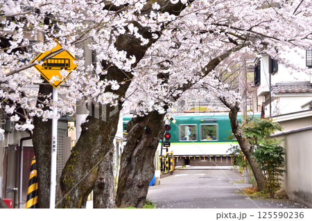 京都・山科・六角堂横の桜と京阪京津線の踏切 125590236