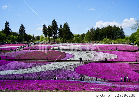 鮮やかに咲く芝桜 鮮やかに咲く芝桜 125590239