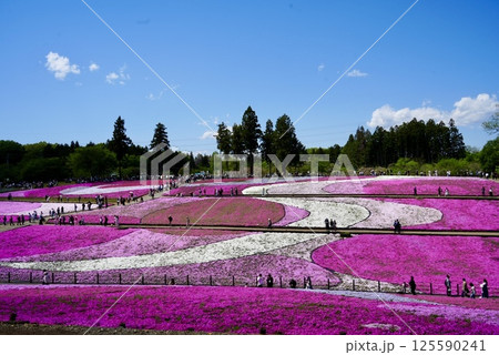 芝桜が美しく咲き誇る丘 125590241