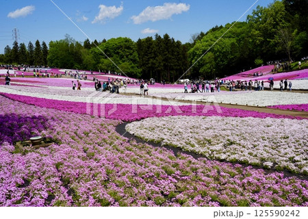 満開の芝桜と青空 125590242