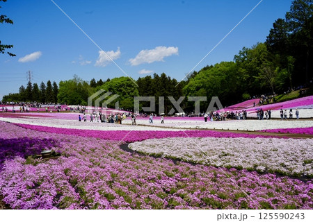 青空と一面に広がる芝桜 125590243