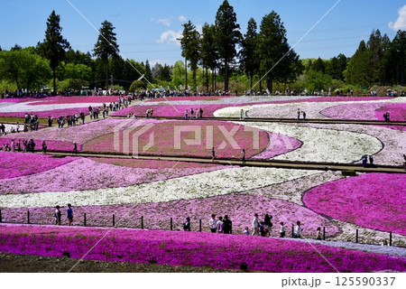 視界いっぱいの芝桜 125590337