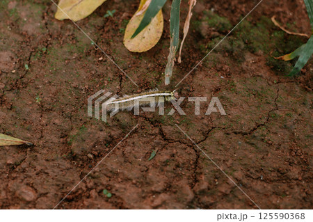 spider on the tree 125590368