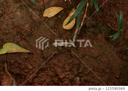 green leaves on tree in nature 125590369