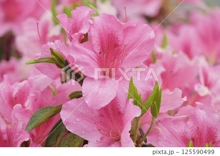 ツツジ水滴付き azalea with raindrops ツツジ水滴付き azalea with raindrops 125590499