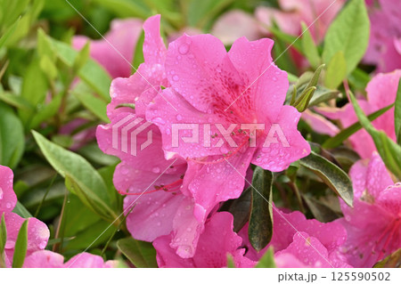 ツツジ水滴付き　azalea with raindrops 125590502