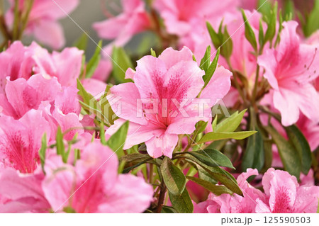 ツツジ水滴付き azalea with raindrops ツツジ水滴付き azalea with raindrops 125590503