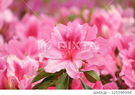 ツツジ水滴付き　azalea with raindrops 125590504