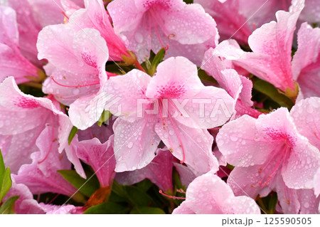 ツツジ水滴付き azalea with raindrops ツツジ水滴付き azalea with raindrops 125590505