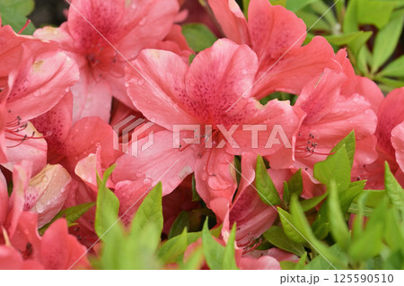 ツツジ水滴付き azalea with raindrops ツツジ水滴付き azalea with raindrops 125590510