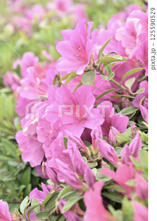 ツツジ水滴付き azalea with raindrops ツツジ水滴付き azalea with raindrops 125590529