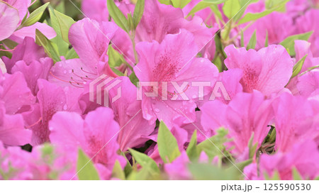 ツツジ水滴付き　azalea with raindrops 125590530