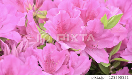 ツツジ水滴付き azalea with raindrops ツツジ水滴付き azalea with raindrops 125590531