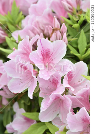 ツツジ水滴付き azalea with raindrops ツツジ水滴付き azalea with raindrops 125590535