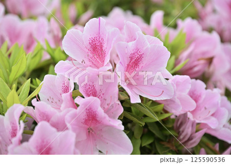 ツツジ水滴付き　azalea with raindrops 125590536