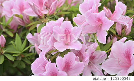 ツツジ水滴付き azalea with raindrops ツツジ水滴付き azalea with raindrops 125590542