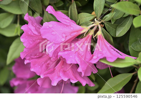 ツツジ水滴付き azalea with raindrops ツツジ水滴付き azalea with raindrops 125590546